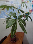 P1000078.jpg