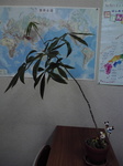 P1000079.jpg